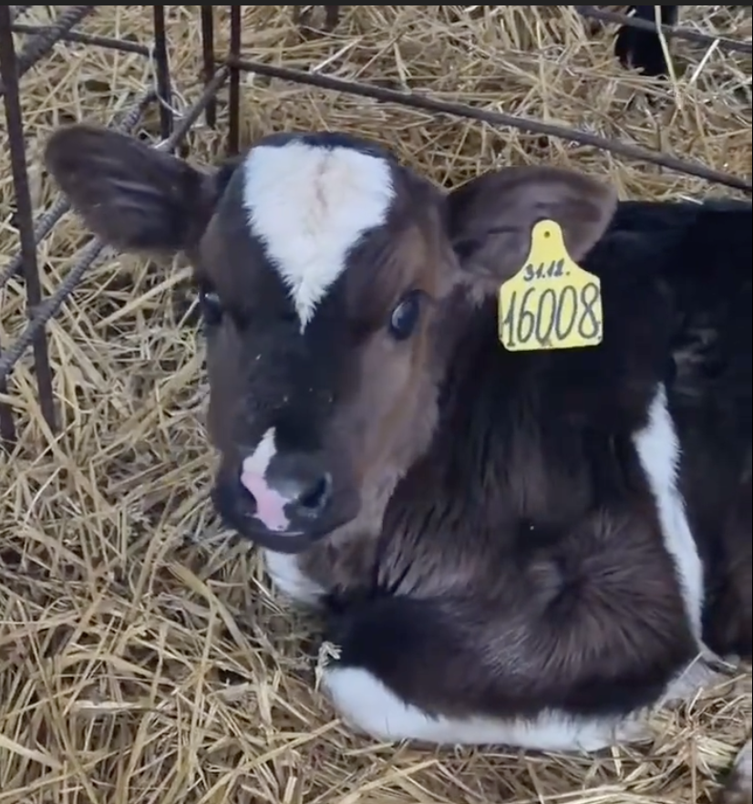 Здоровый теленок на ферме