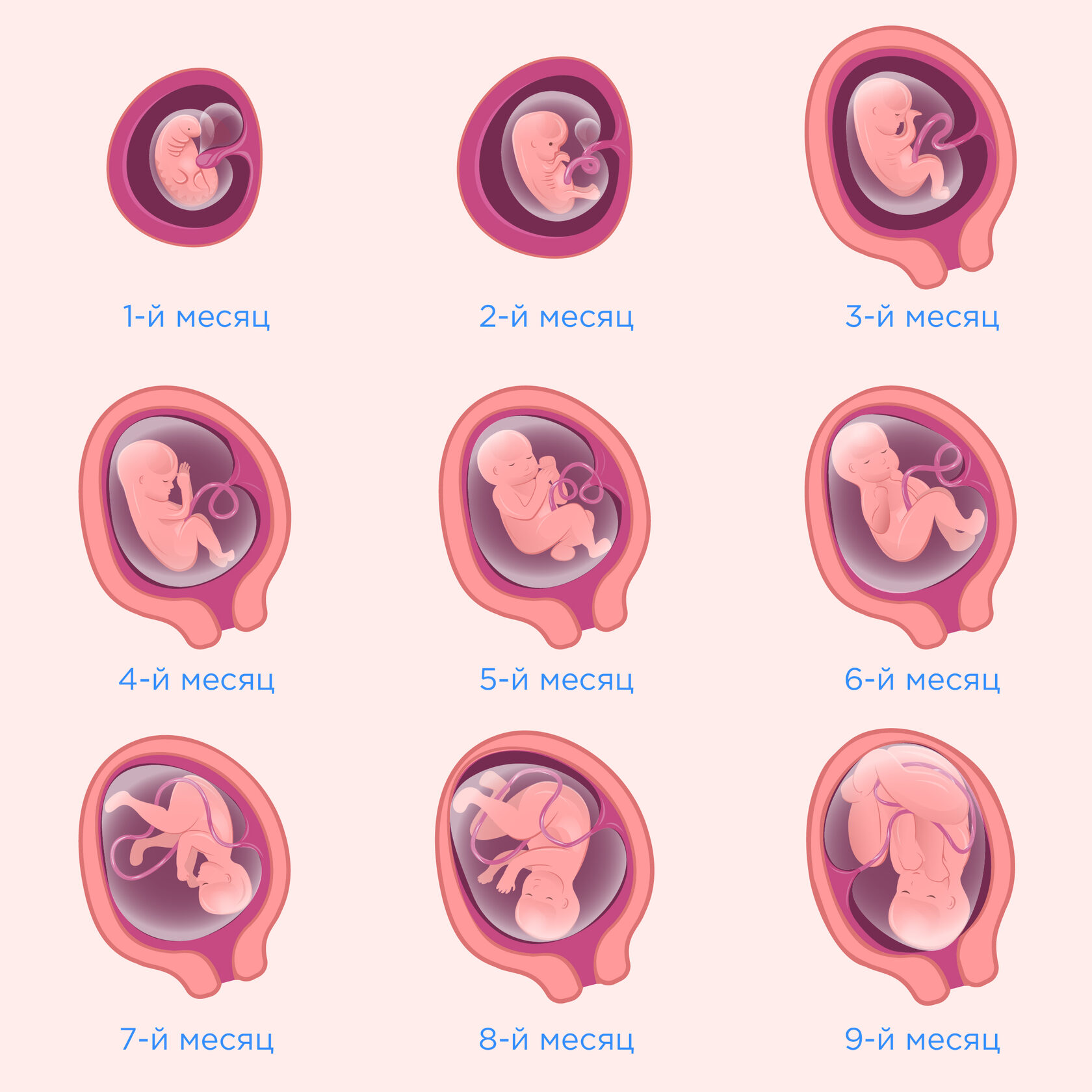 Беременность с двойней: от узи до родов