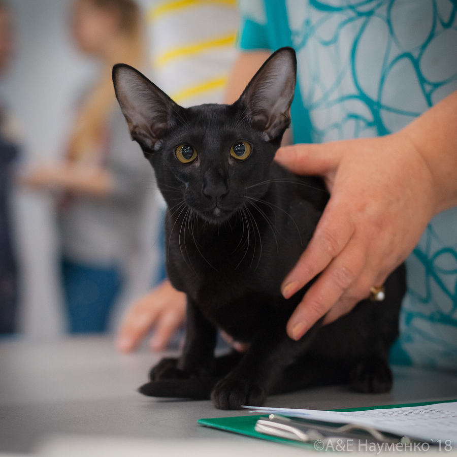 ориенталы в нижнем новгороде