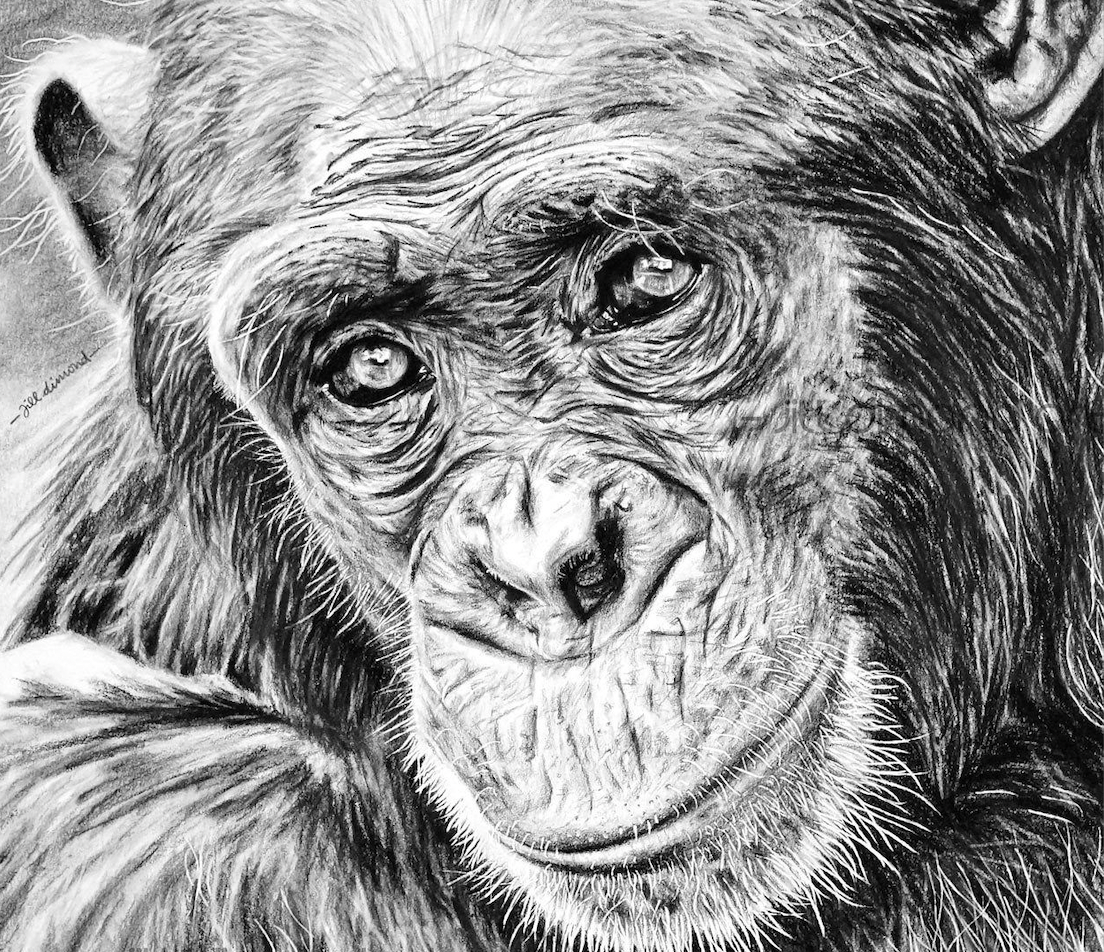 Рисунок обезьяны карандашом. Обезьяна рисунок. Обезьяна карандашом. Шимпанзе рисунок. Шимпанзе карандашом.