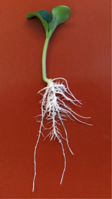 Прорастание семян. Развитый проросток. Методика получения развитых проростков.