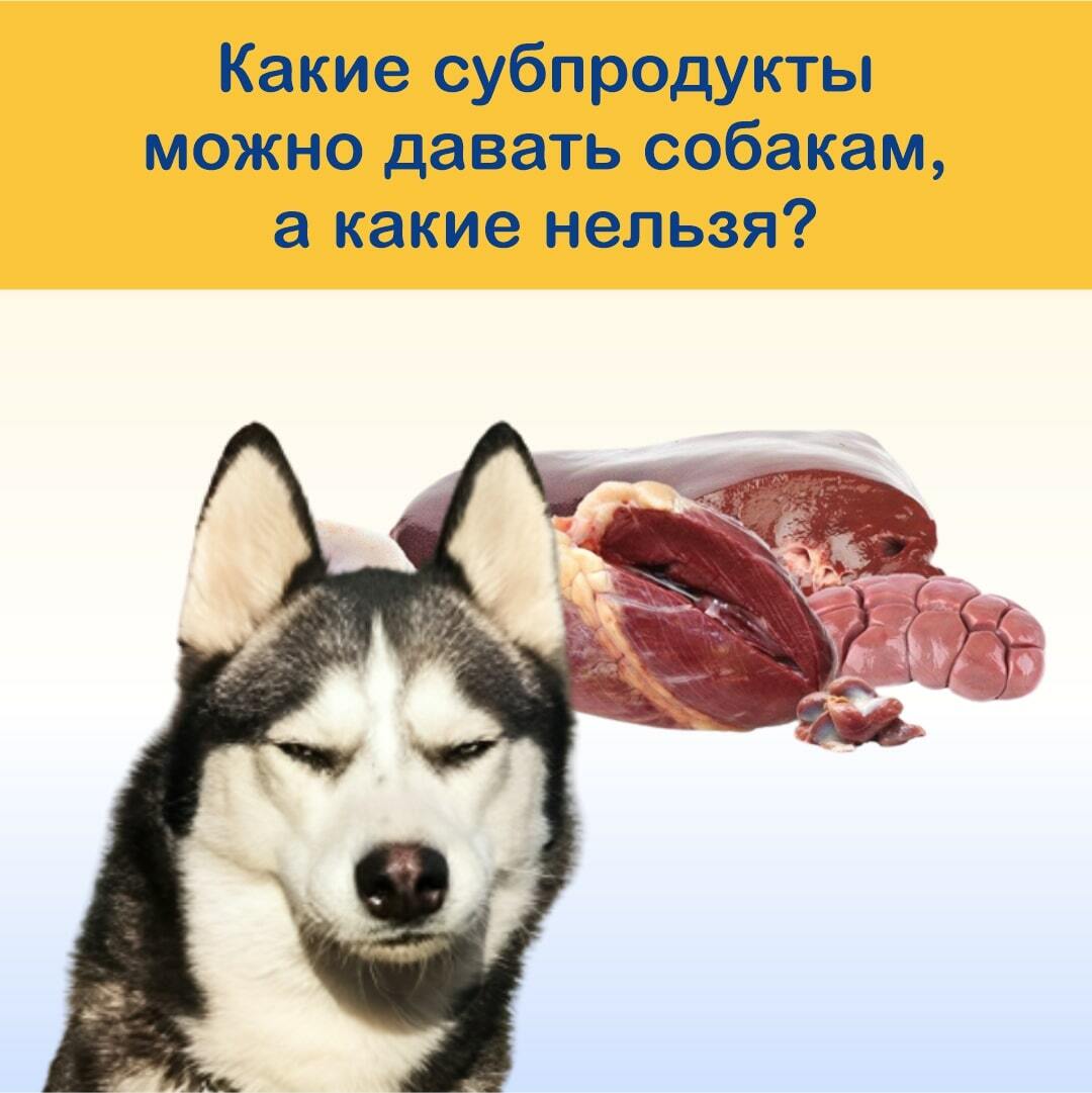 Какие субпродукты можно давать собаке. Кормление собак субпродуктами. Субпродукты для собак какие можно давать и как готовить.