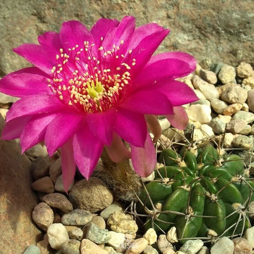 Seeds of Cactus Lobivia backebergii v. larae WR 264 (Lobivia backebergii v. larae WR 264) — 10 pcs