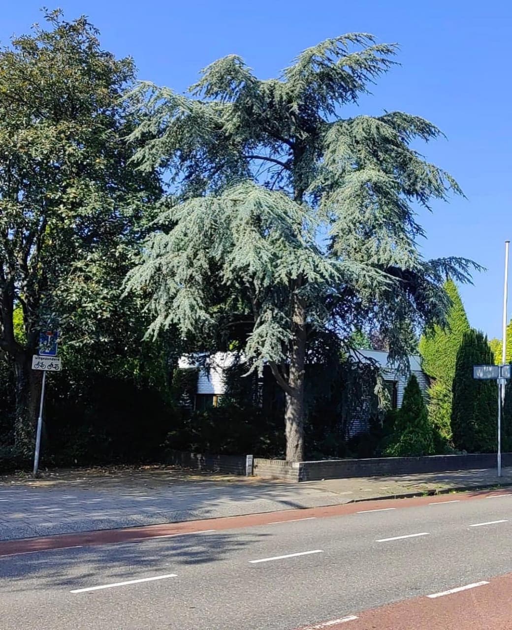 Кедр ливанский (Cedrus libani)