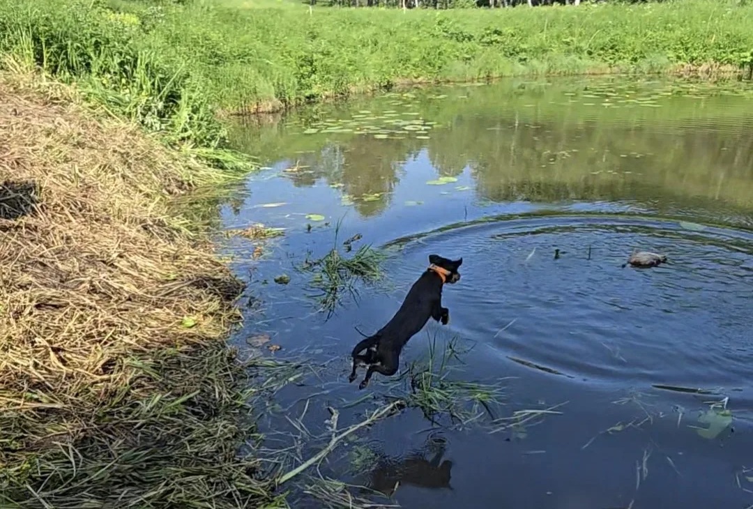 Ягдташ Евра, сангвиник-холеричного типа с развитой активно-оборонительной реакцией