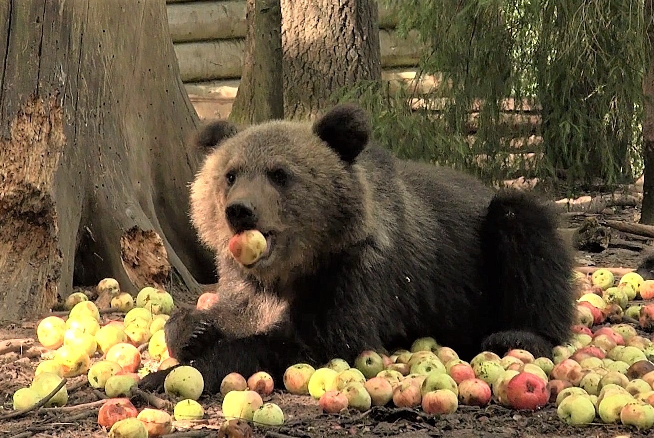 News: Bear cubs and one ton of apples