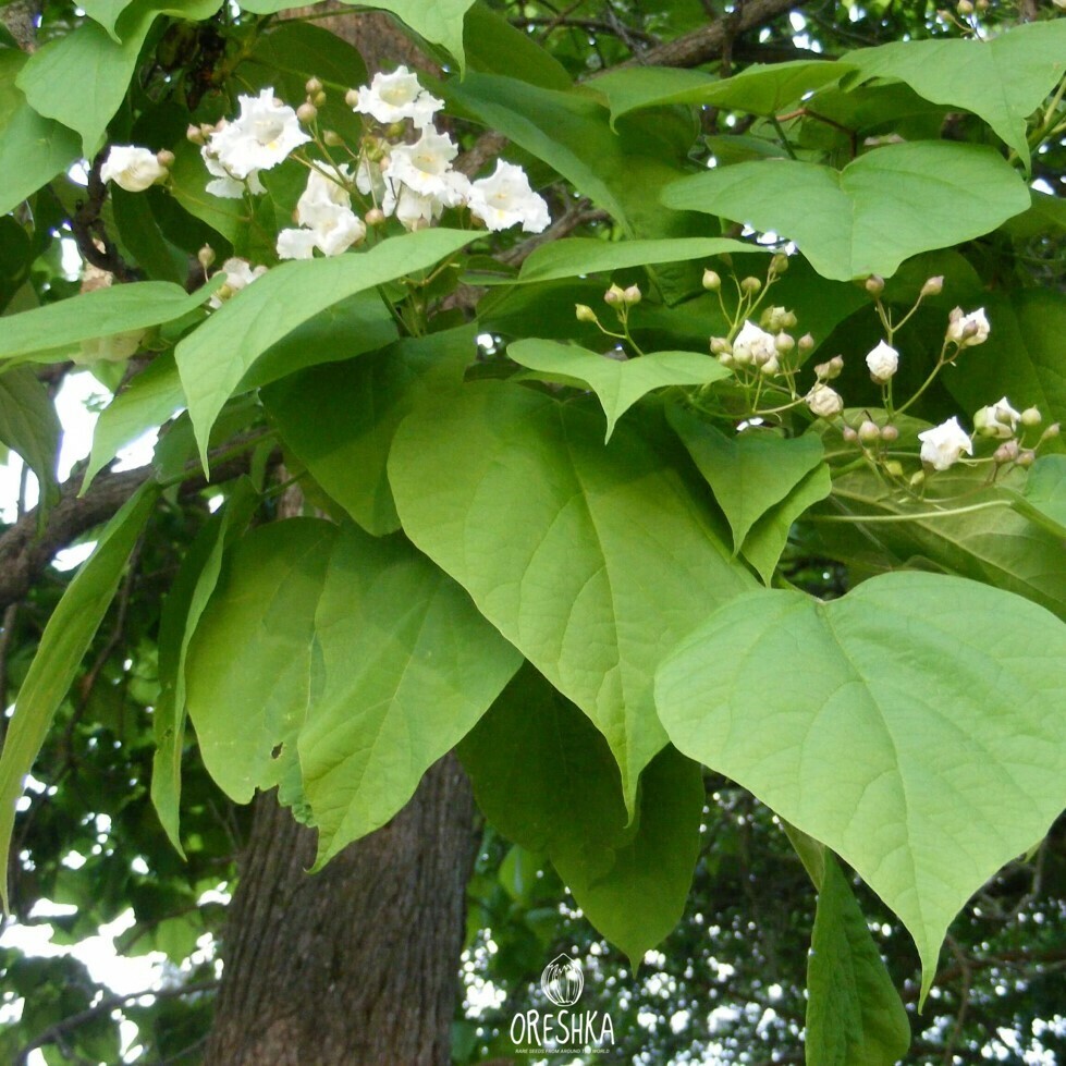 Катальпа кустарниковая фото