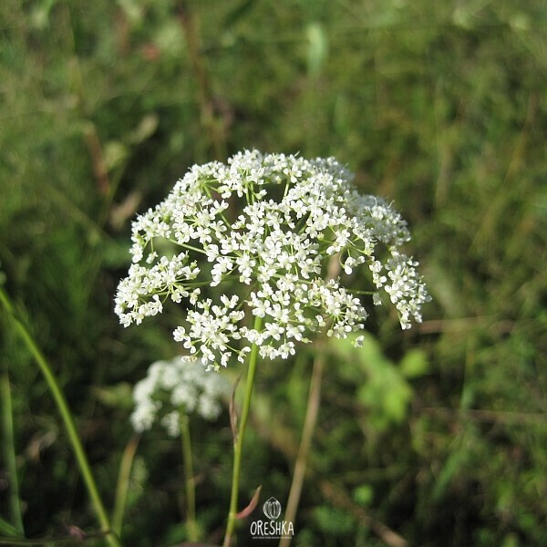 Seeds of burnet-saxifrage (Pimpinella saxifraga) — 30 pcs