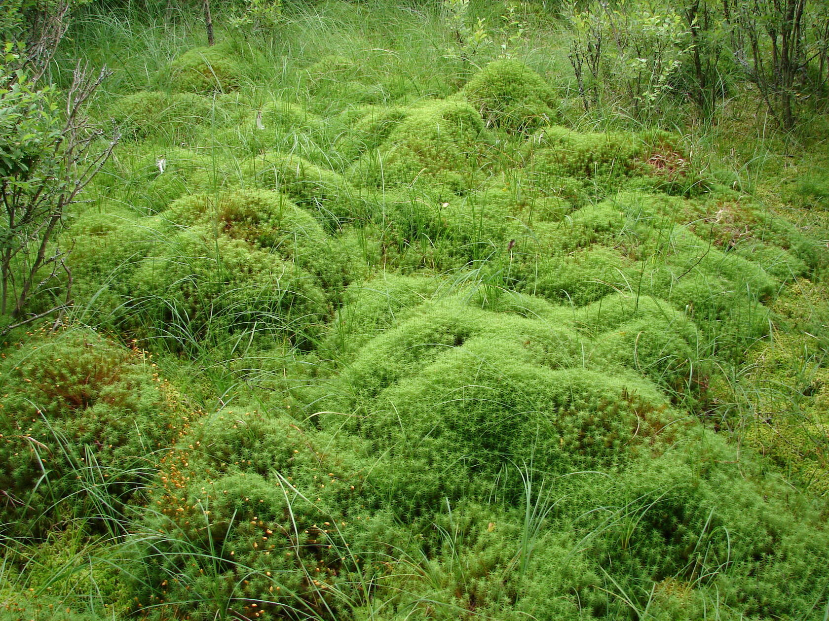 Сфагновый мох на болоте