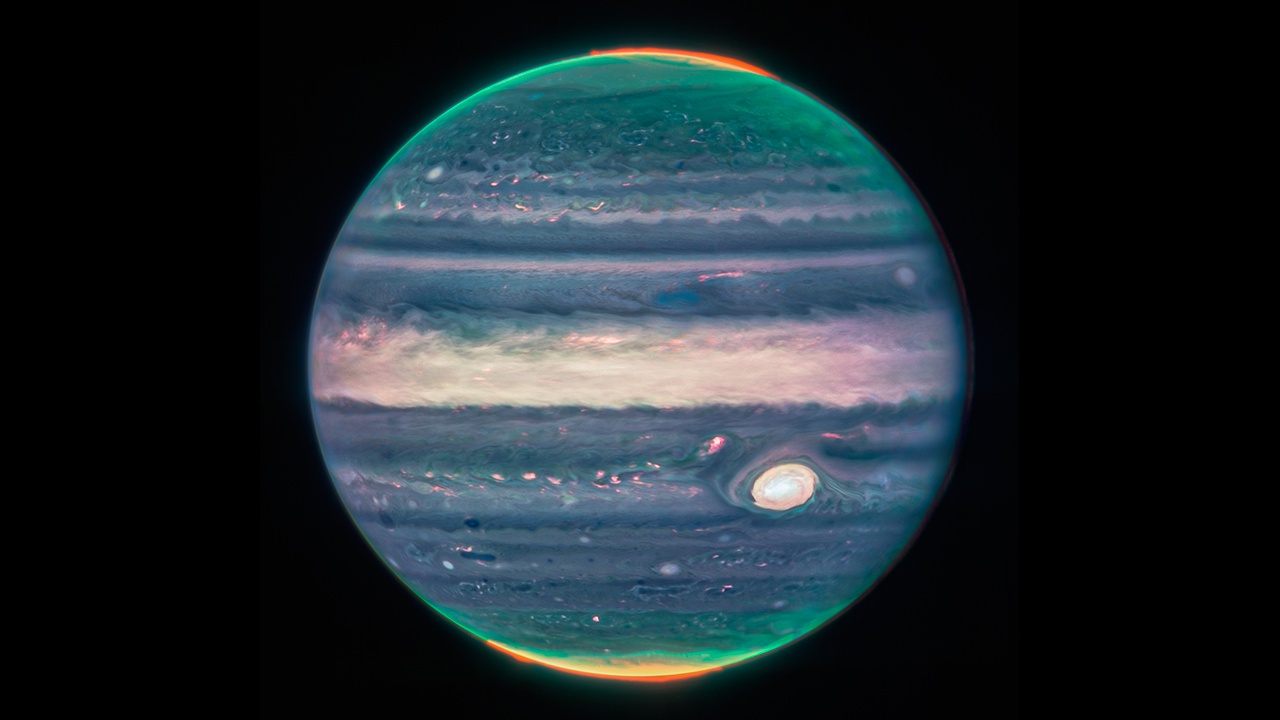 Tulipan jupiter