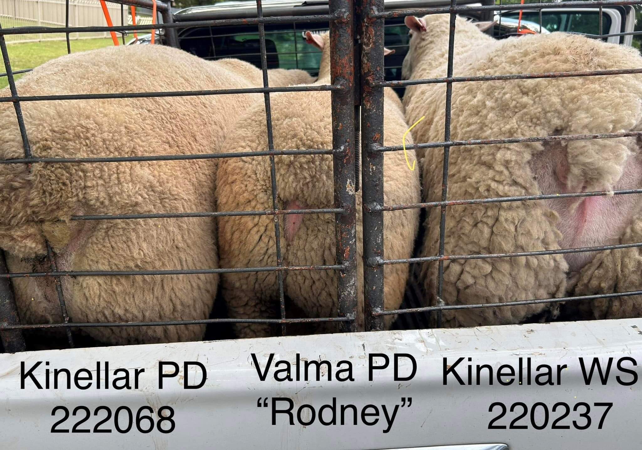 Kinellar Rams Central West Genetics