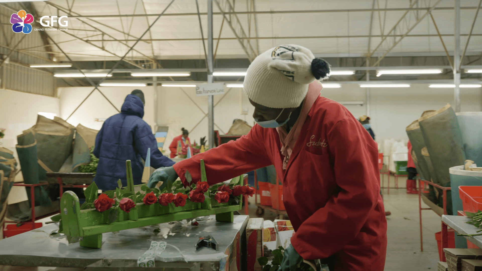 Розы от плантации Subati