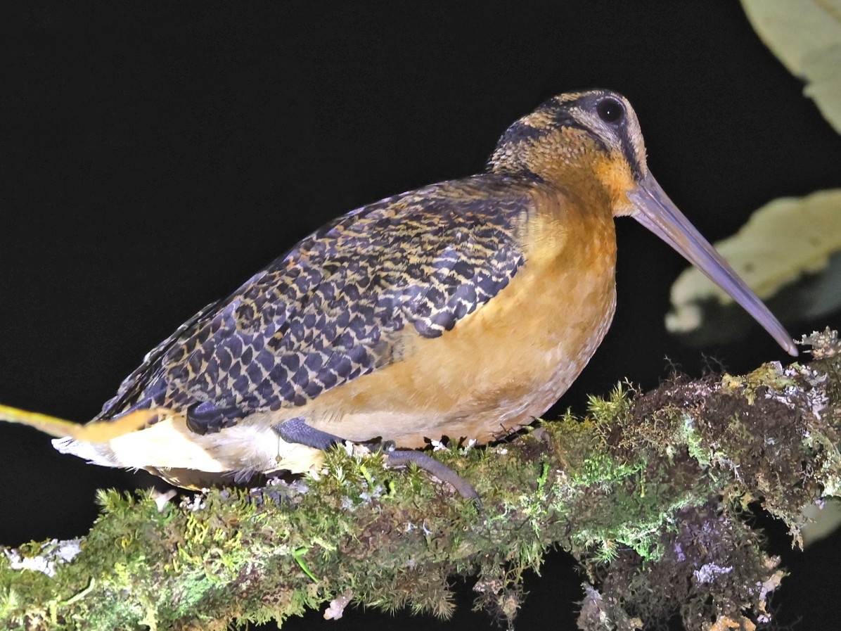 Сулавесский вальдшнеп (Scolopax celebensis). Фото: Janos Olah