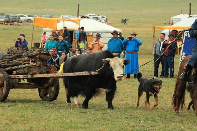 Як монгольский фото