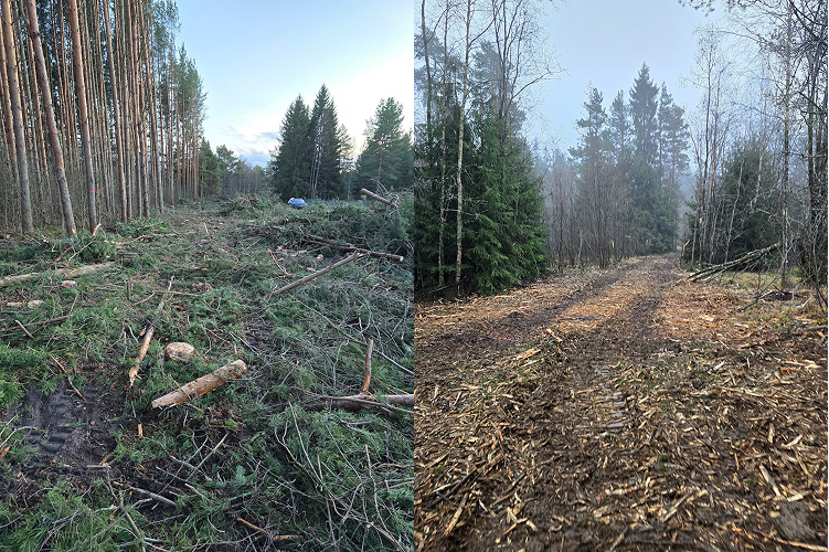 Разные этапы расчистки территории