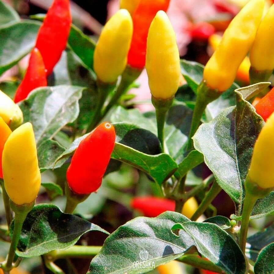 Seeds of Hot pepper Tabasco (Capsicum) — 5 pcs
