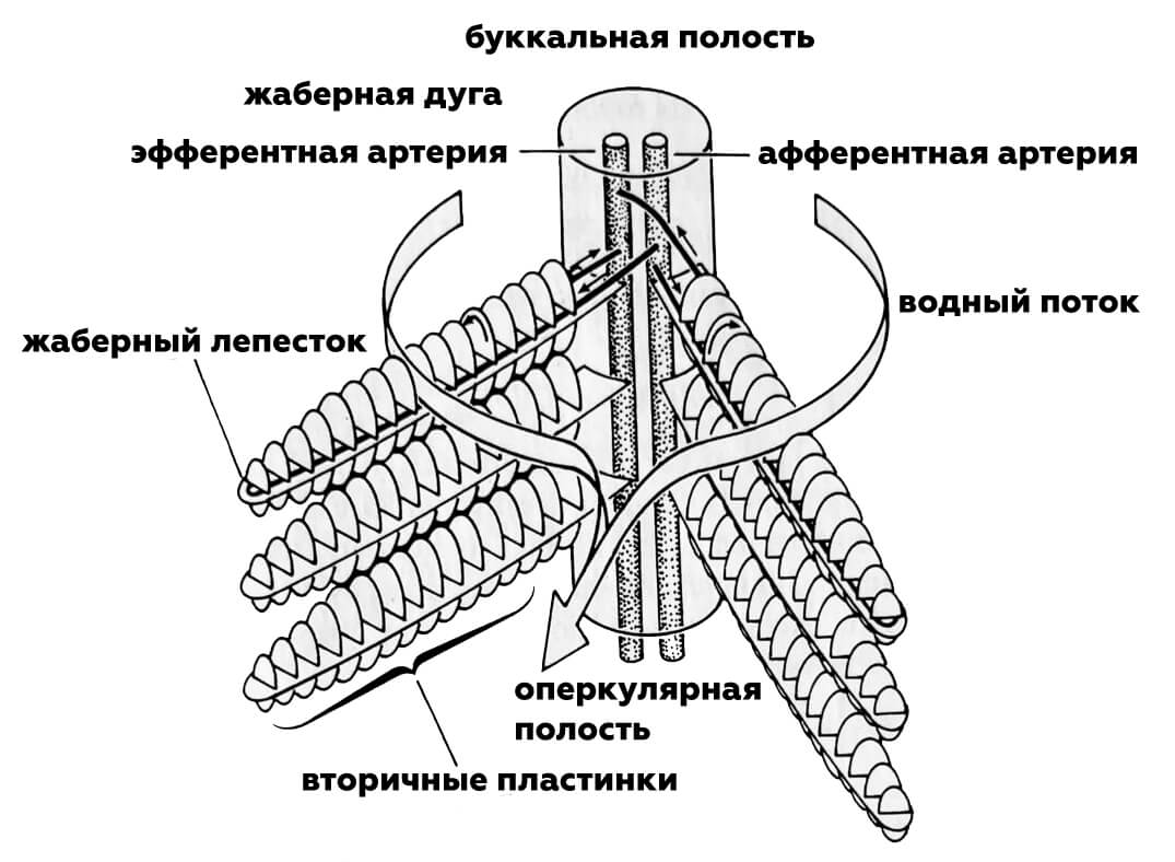строение жабр лосося узв форель