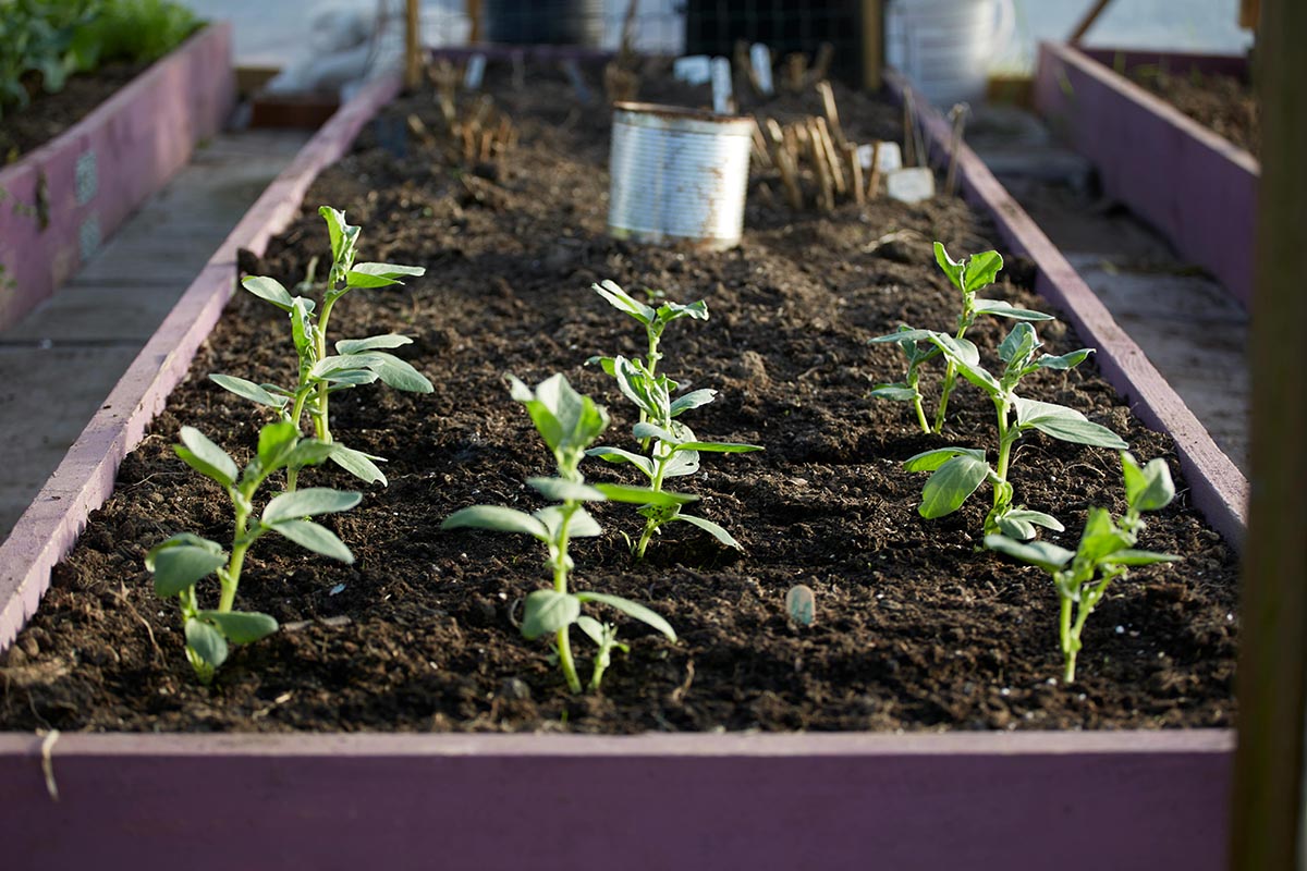 Raised garden bed with young vegetable plants growing in rich soil, illustrating biointensive gardening techniques for maximizing yields in small spaces.