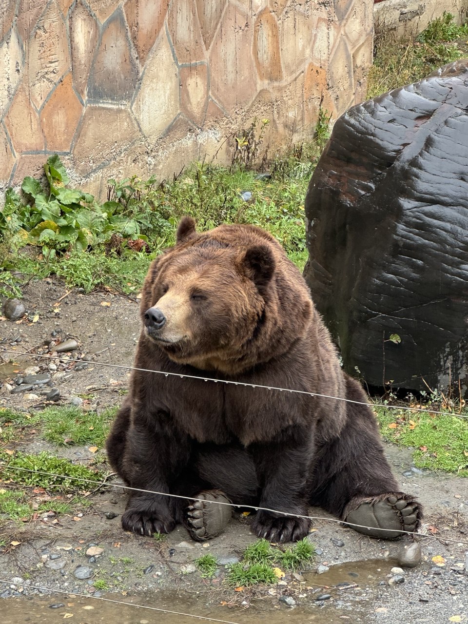 Медведь