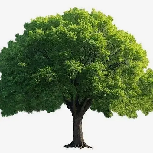 Cheer-Wood
