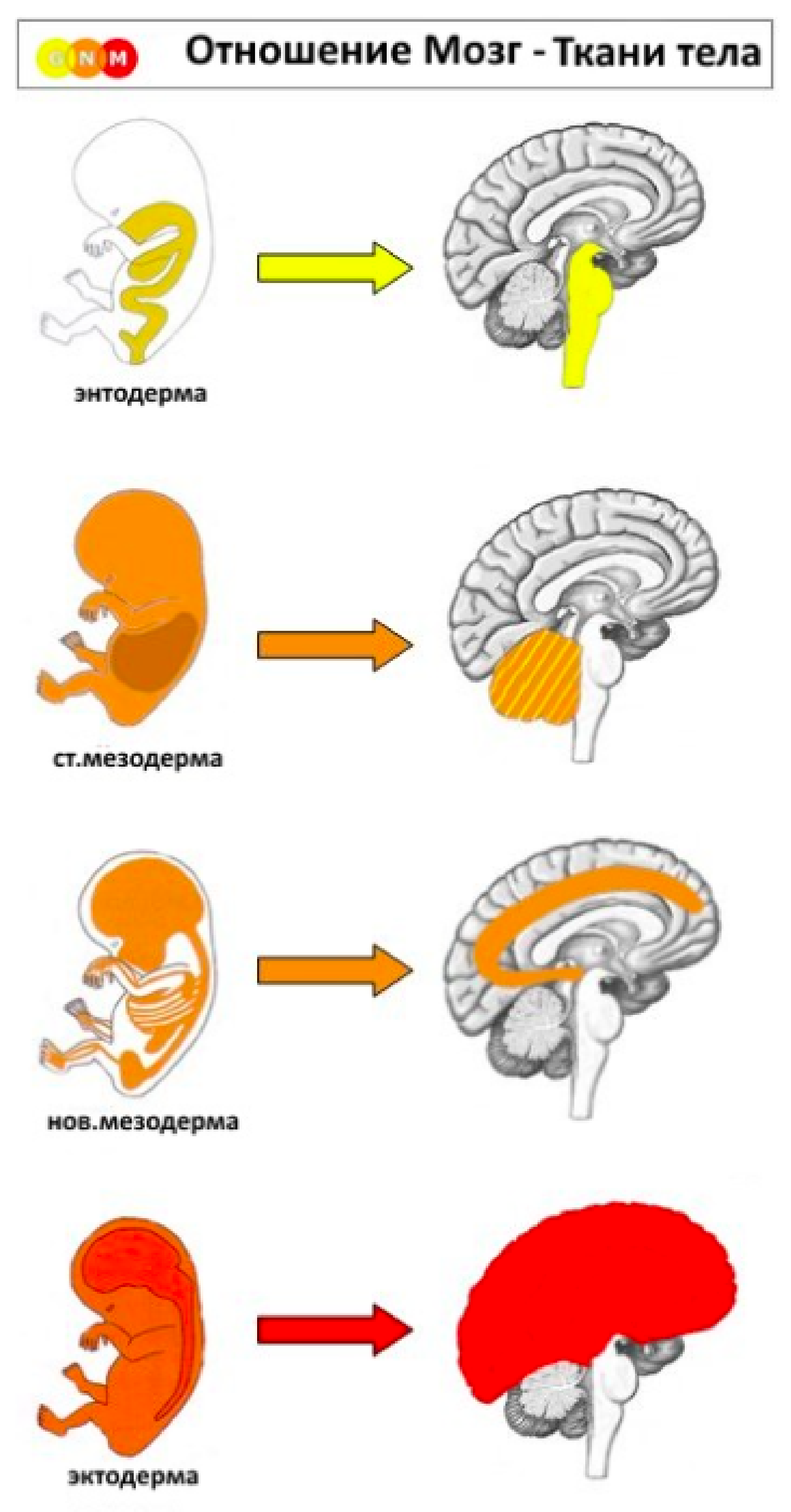 Психосоматика мозг. ГНМ мозг. Германская новая медицина Старая мезодерма. Мозг новая Германская медицина. Эктодерма ГНМ.