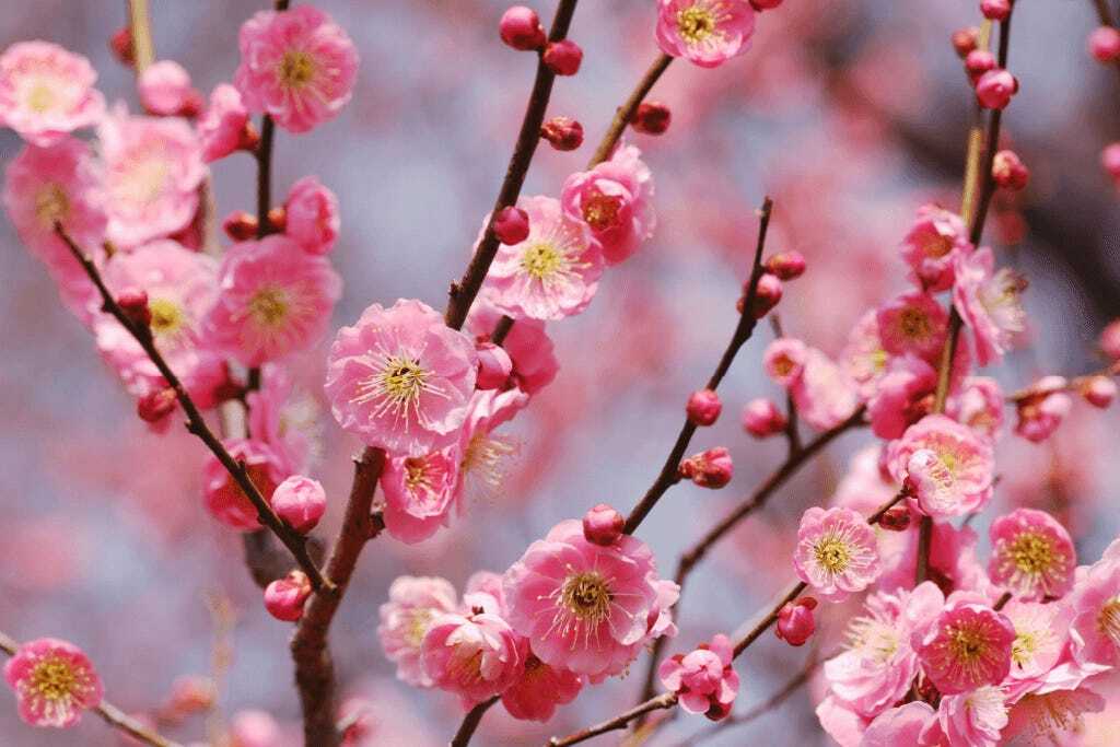 plum blossom