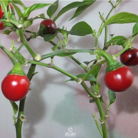 Seeds of Hot pepper Ripe cherry (Capsicum) — 5 pcs