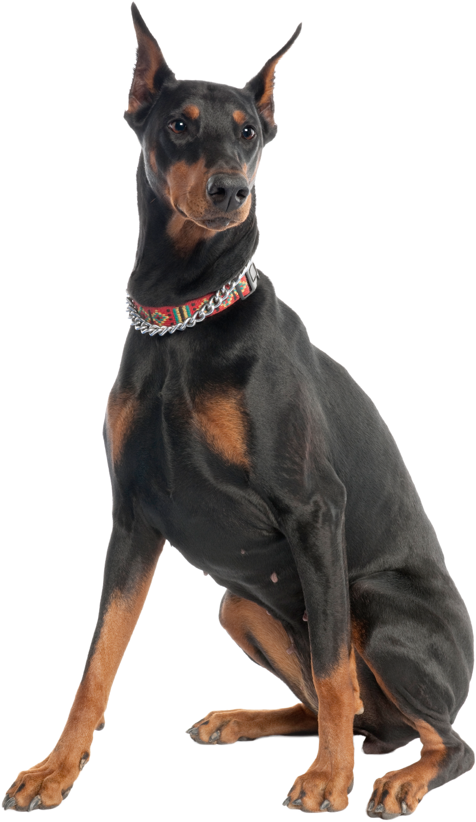 Полнорационный сухой корм торговой марки «KORWOOD»