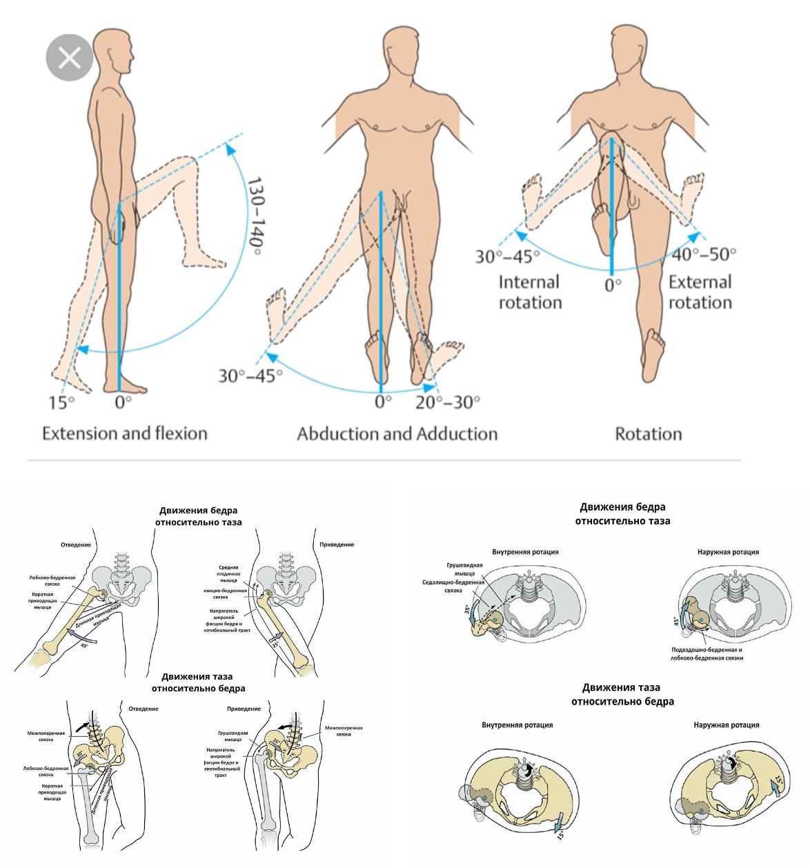 Ограничение движения в коленном суставе. ТБС тазобедренного сустава. Нормы подвижности ТБС. Объём движений в тазобедренном суставе в норме. Ограничение движений в тазобедренном суставе в градусах.