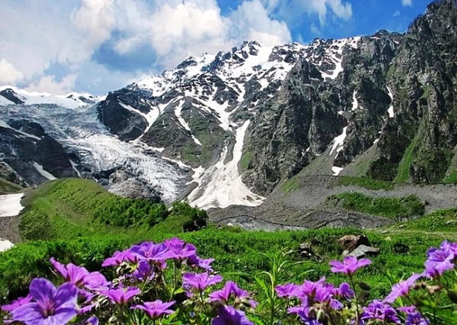 Северный кавказ самый район. Цейское ущелье Северная Осетия. Кавказ Северный Цейское ущелье. Цейский заповедник Северная Осетия. Горные цветы Северной Осетии Цейское ущелье.