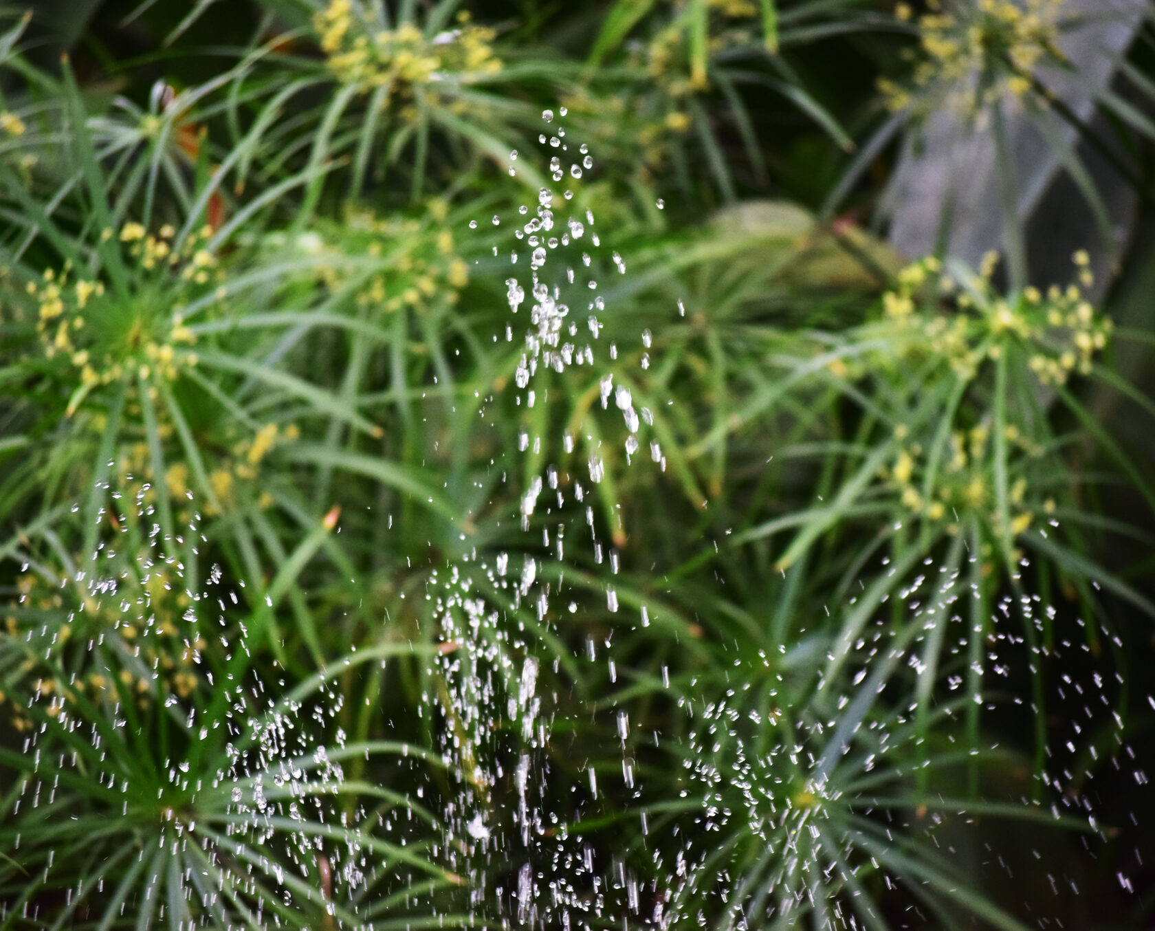 Брызги фонтана. Ботанический сад КемГУ. Фото Журавлевой Л.В.