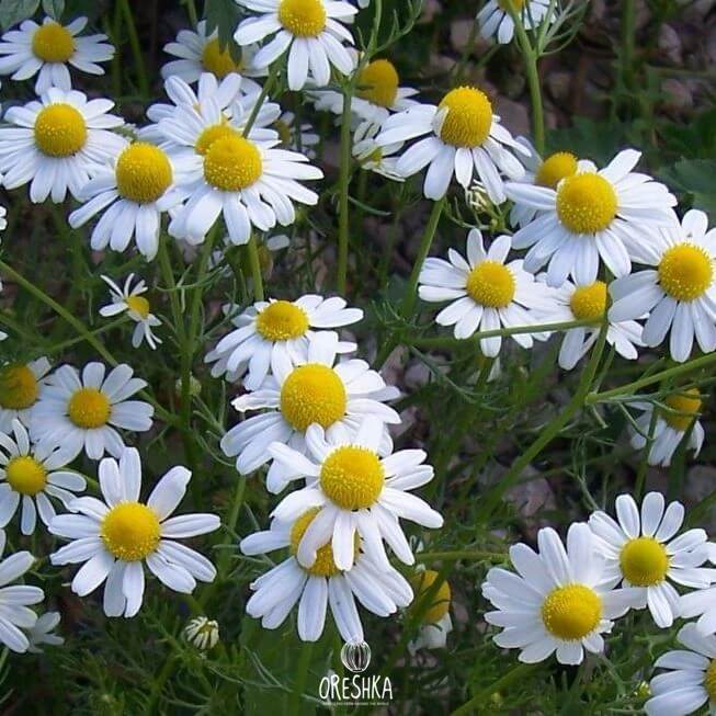 Seeds of German chamomile (Matricaria chamomilla)