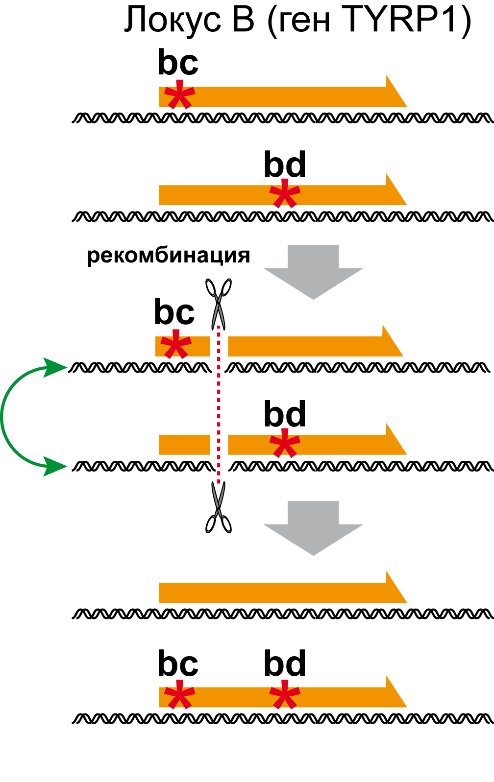 Генетическая рекомбинация в хромосомах