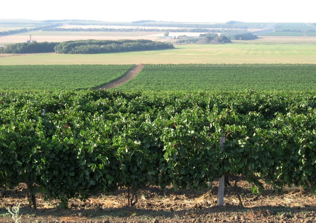 Винодельни в Тамани и Краснодарском крае