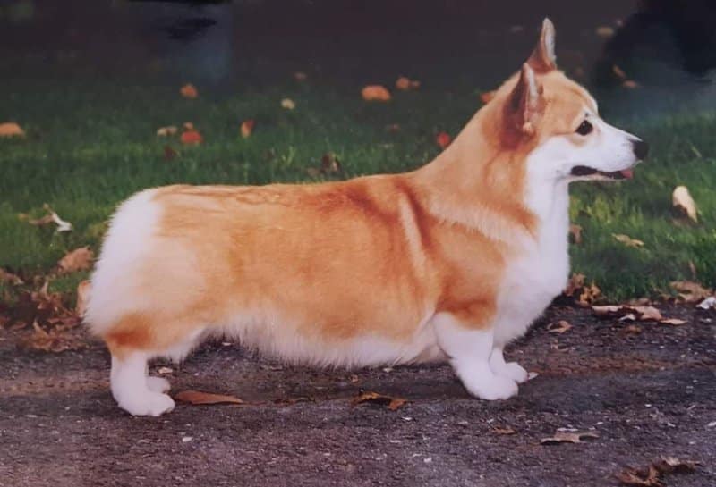 Коротконогие породы собак с фотографиями и названиями #corgi, #corgipuppy Corgi, Puppies, Welsh corgi puppies