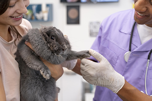 Лечение кроликов в Москве - ветврач для кроликов с выездом на дом