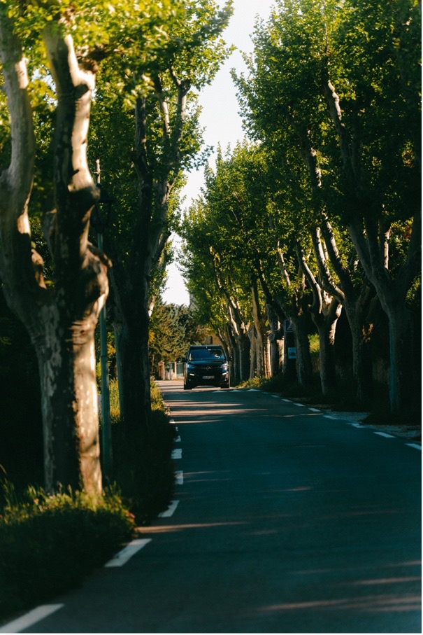 A car driving down a road with trees
AI-generated content may be incorrect.