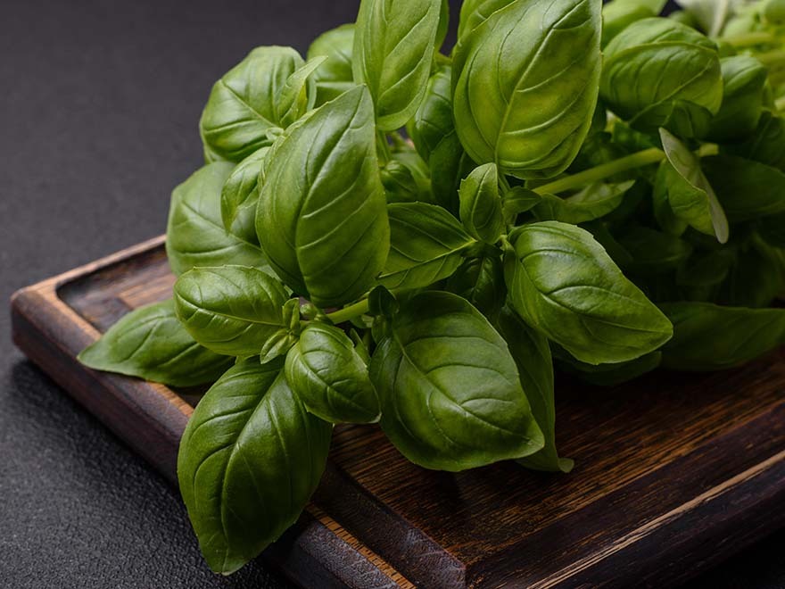 Fresh Genovese basil leaves on a wooden cutting board, highlighting the herb's vibrant green color and glossy texture, ideal for indoor herb gardening.