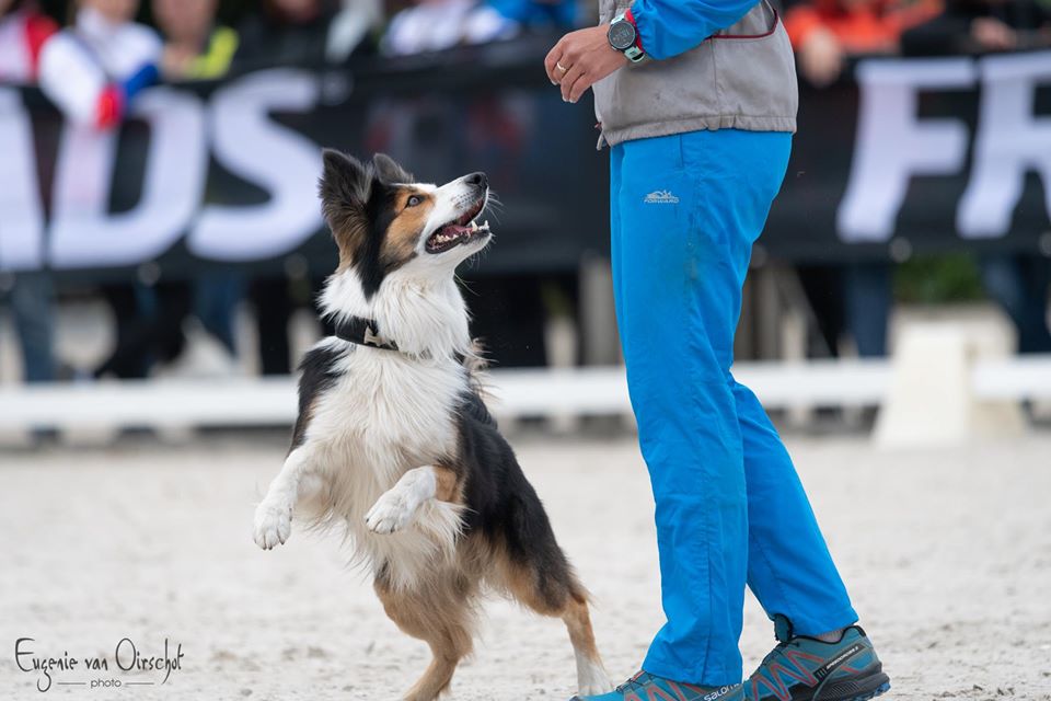 www.dogwinner.com