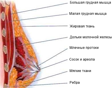 Временное Увеличение Груди