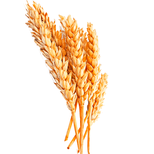 Нормы внесения Гумифулин и Органол для озимых культур