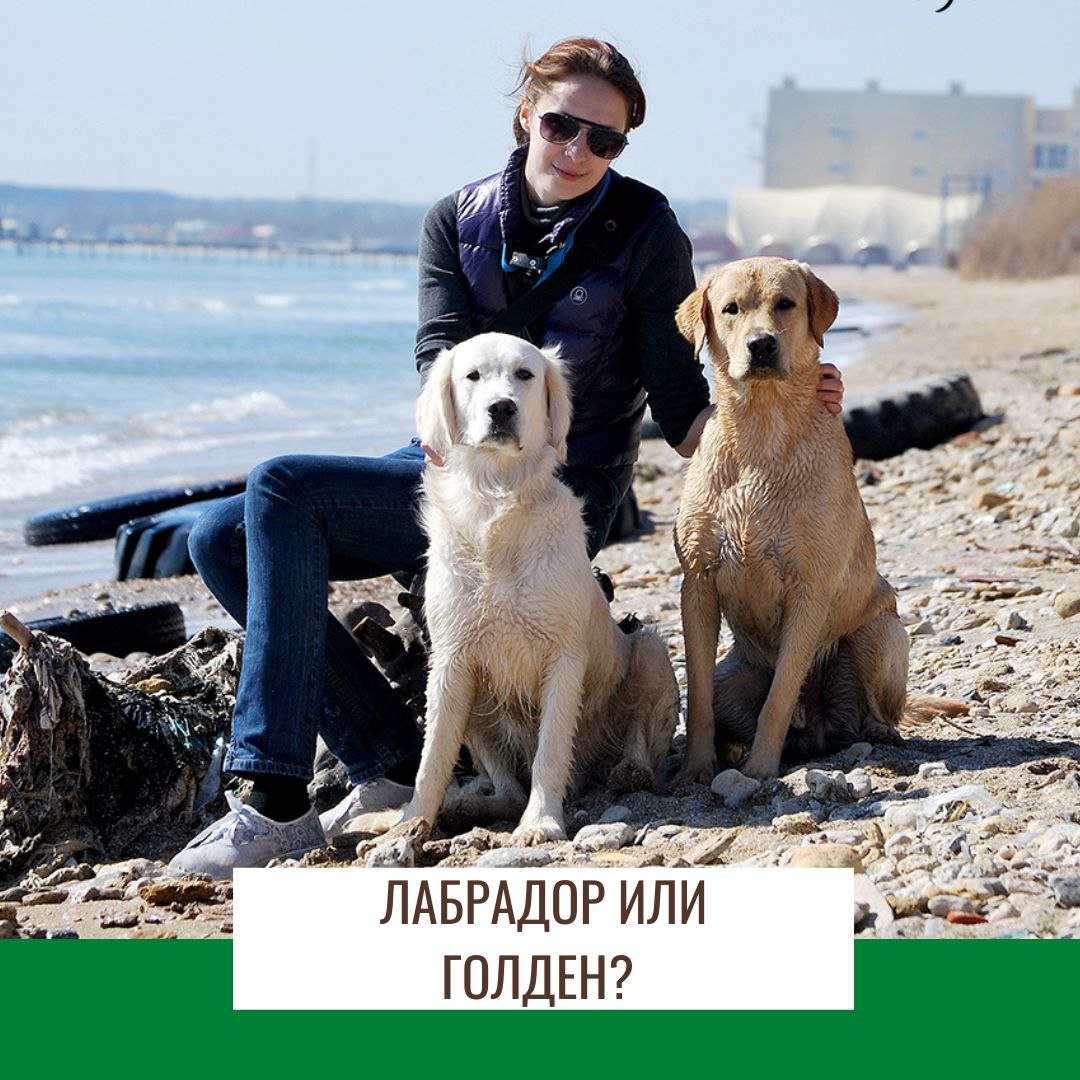 Лабрадор или Голден, в чем разница и кому отдать предпочтение?