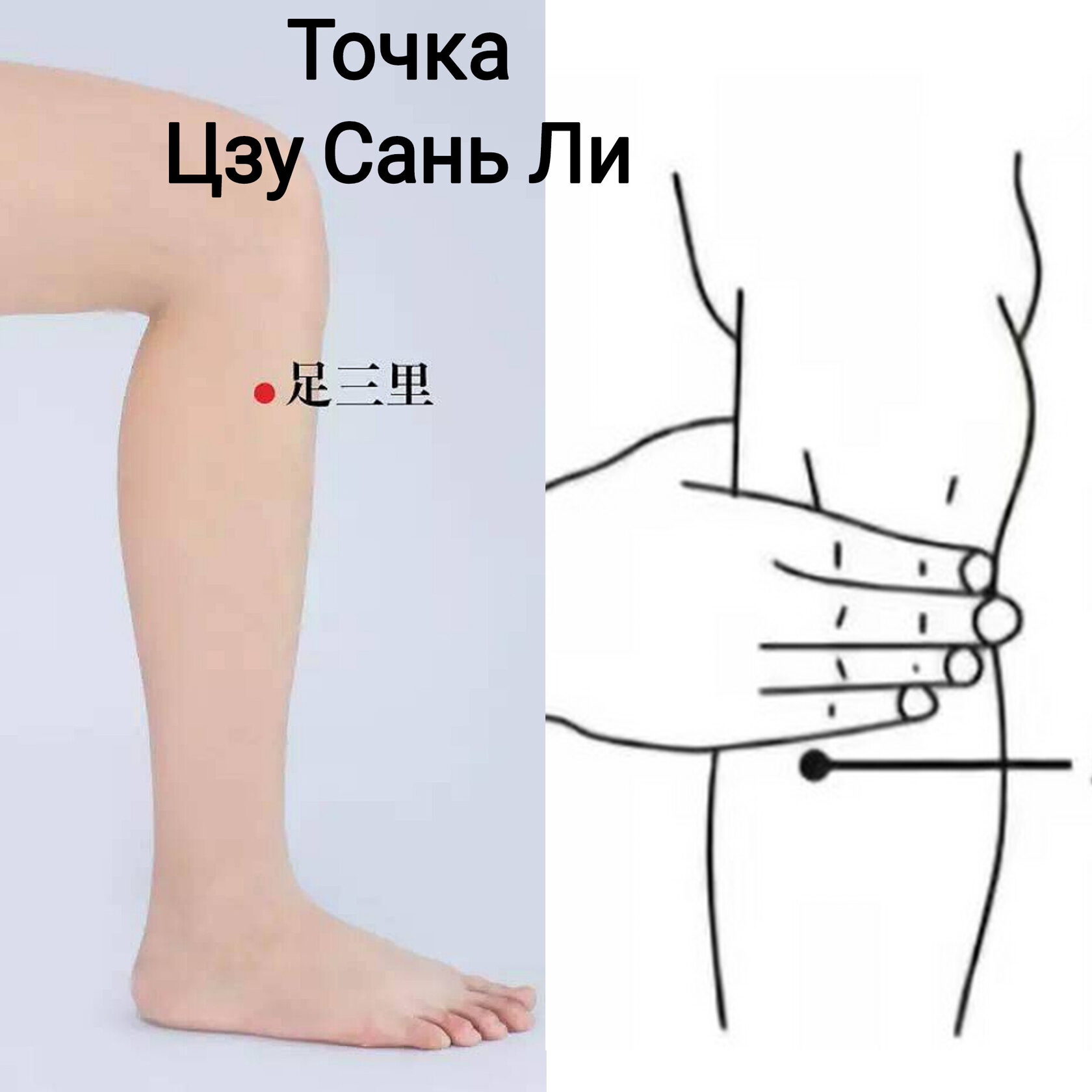 Точка Цзу Сань Ли