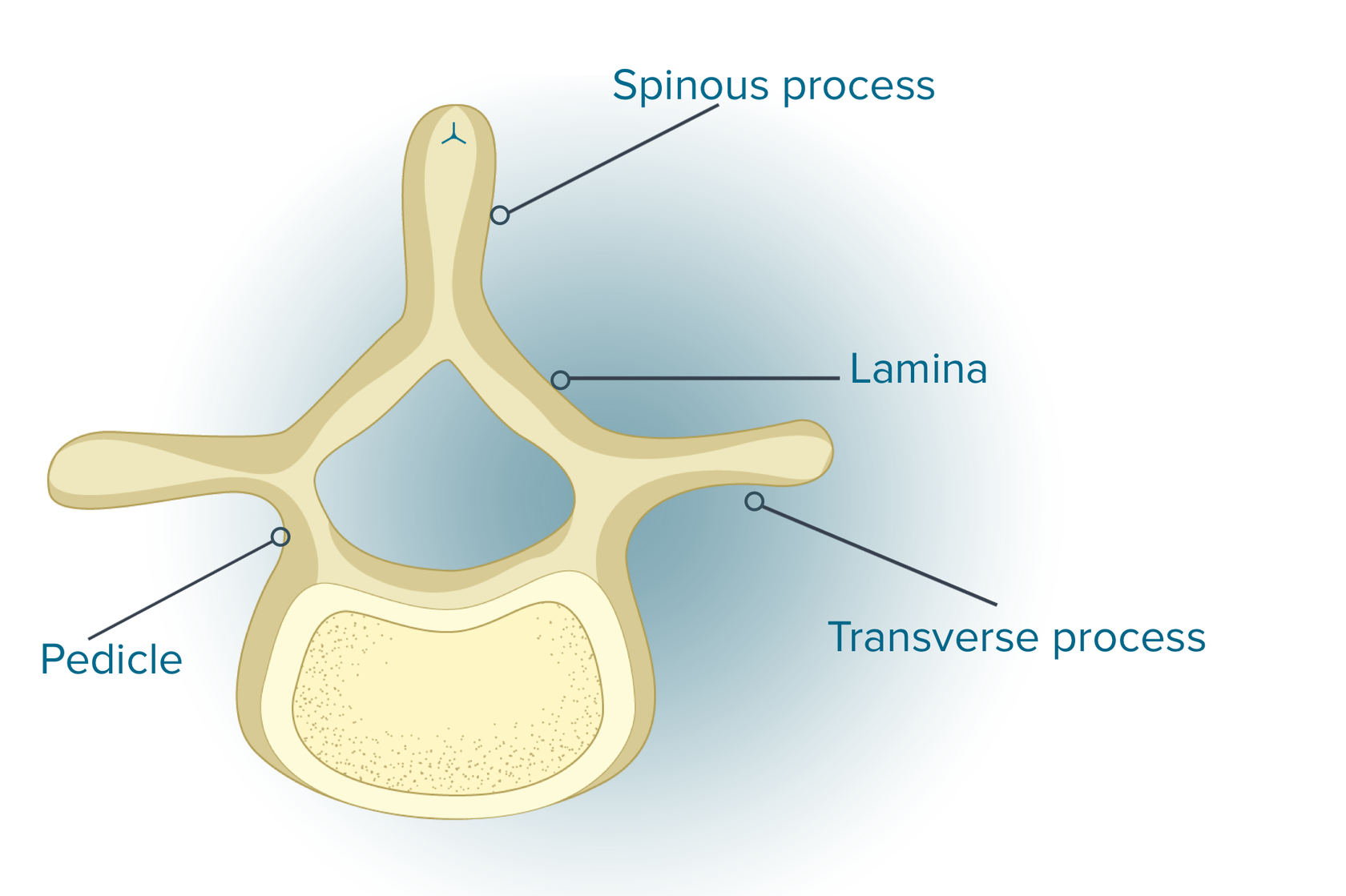 Bulging Disc: Causes, Symptoms, and Treatment