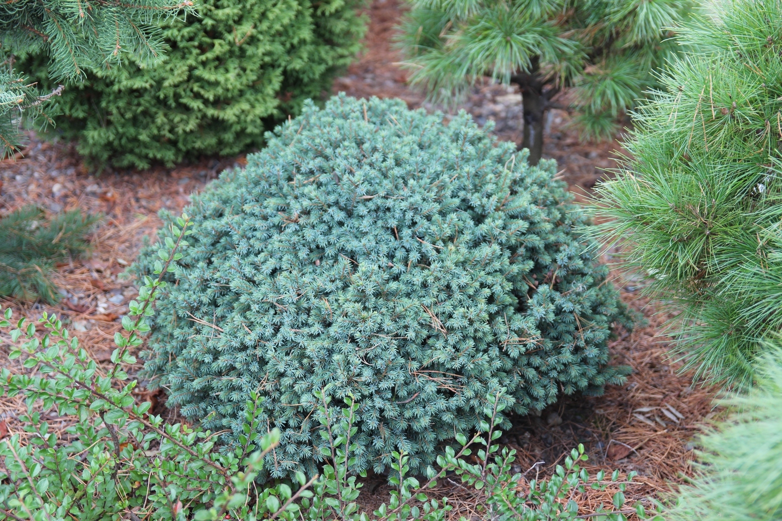 Ель канадская (Picea canadensis, glauca, alba), ее лучшие формы | Блог о  ландшафтном дизайне