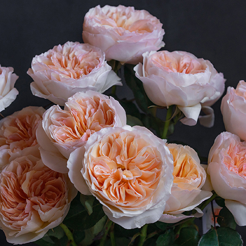 потрясающе красивая и нежная роза Juliet;