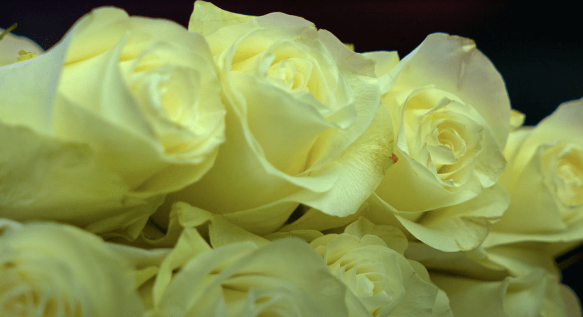 Характеристики и качество роз Proud и Paloma от Valentina Flowers