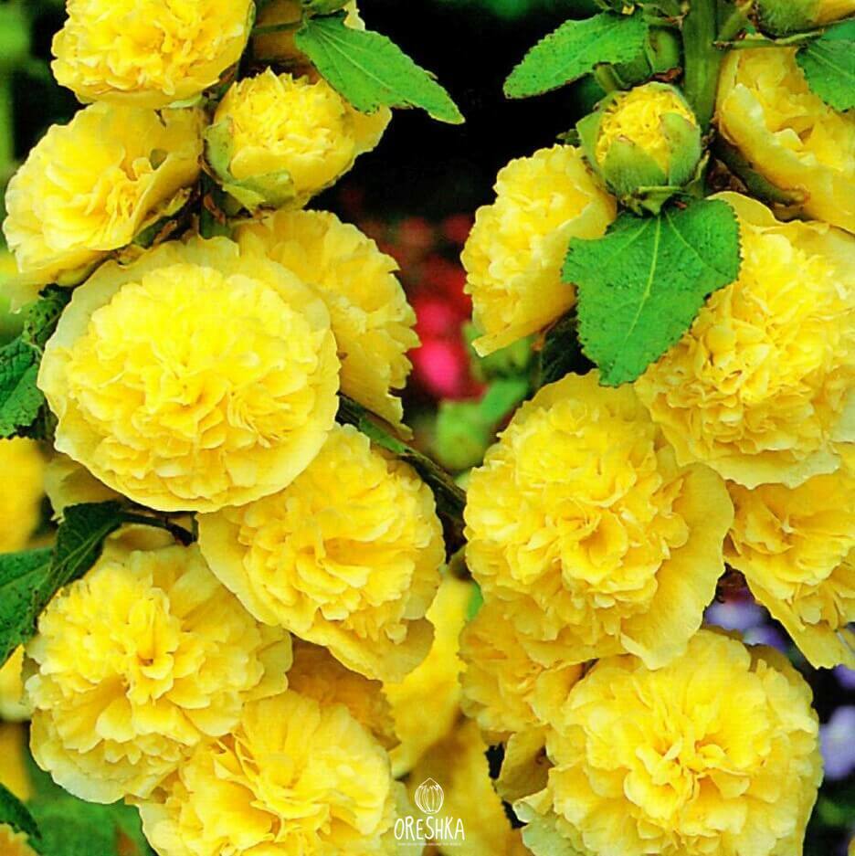 Seeds of Stock-rose Summer Carnival, yellow (Alcea) — 13 pcs