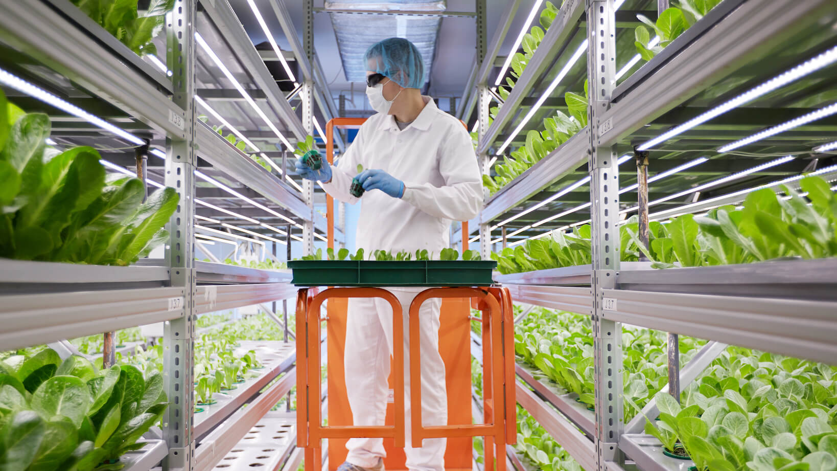 How Many Working Hours Does It Take To Run A Vertical Farm 