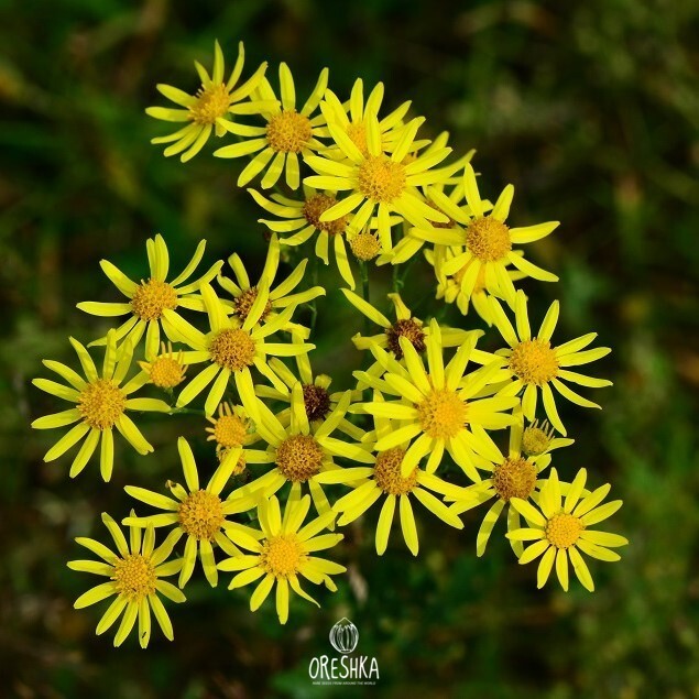 Seeds of ragwort (Jacobaea vulgaris) — 50 pcs